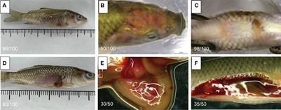 Isolation, Identification, and Investigation of Pathogenic Bacteria From Common Carp (Cyprinus carpio) Naturally Infected With Plesiomonas shigelloides